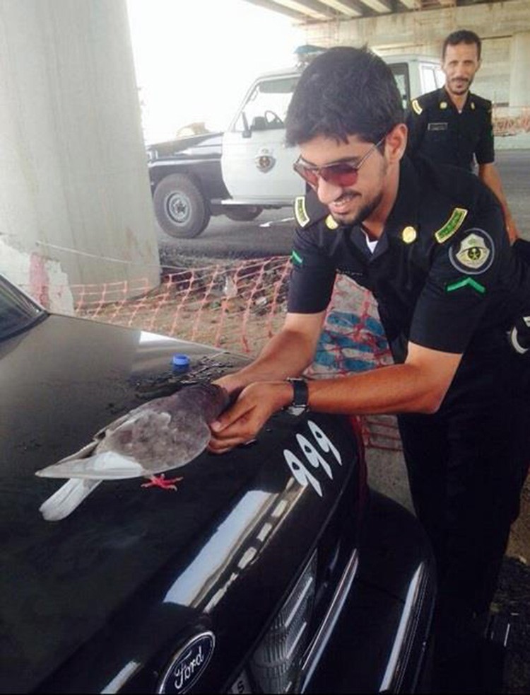 بالصورة.. حمامة تشرب من يد رجل أمن سعودي في اطمئنان.. وزميله يتابع الموقف مبتسماً