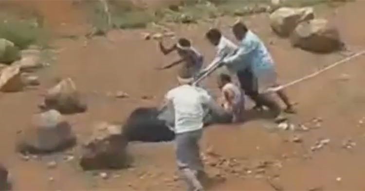 بالفيديو.. لحظة إنقاذ رجل من مخالب دب مفترس ثم احراق الدب حياً