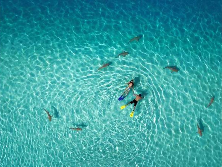 الفائز بالجائزة الاولى اظهر صورة اشخاص يسبحون مع اسماك القرش في جزيرة بولينيسيا الفرنسية
