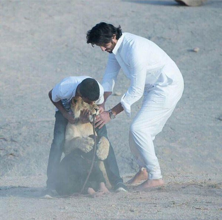 بالفيديو.. لقطة مروعة لمدرب ينقذ طفل شاعر سعودي من فك أسد 