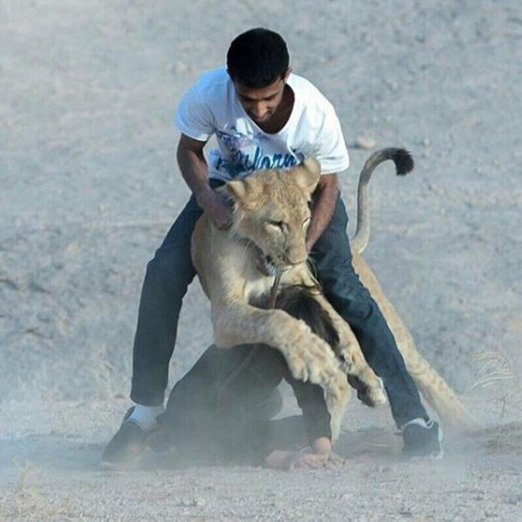 بالفيديو.. لقطة مروعة لمدرب ينقذ طفل شاعر سعودي من فك أسد 