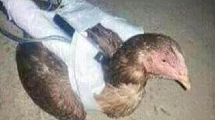 بالصور.. "الدجاج الانتحاري".. سلاح داعشي جديد للتفجير عن بعد