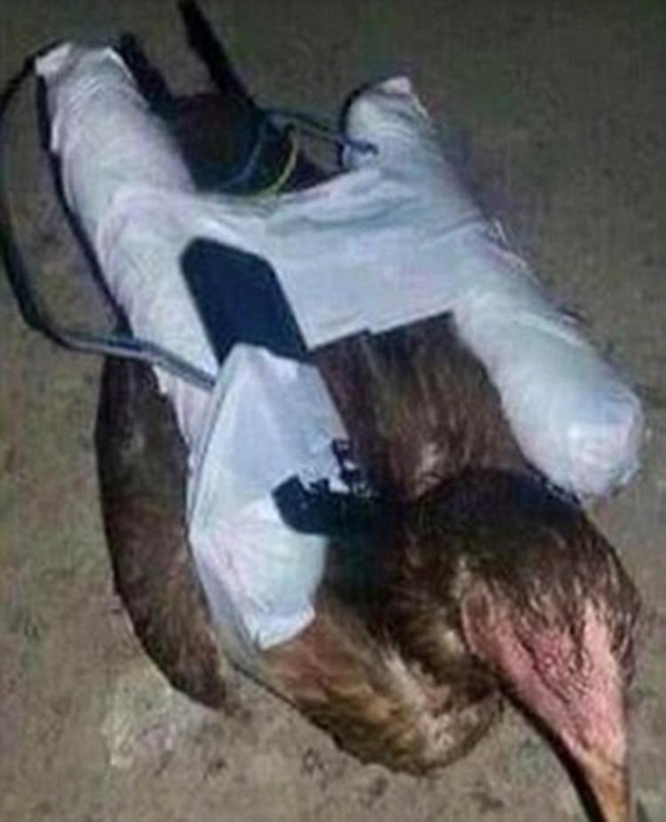 بالصور.. "الدجاج الانتحاري".. سلاح داعشي جديد للتفجير عن بعد