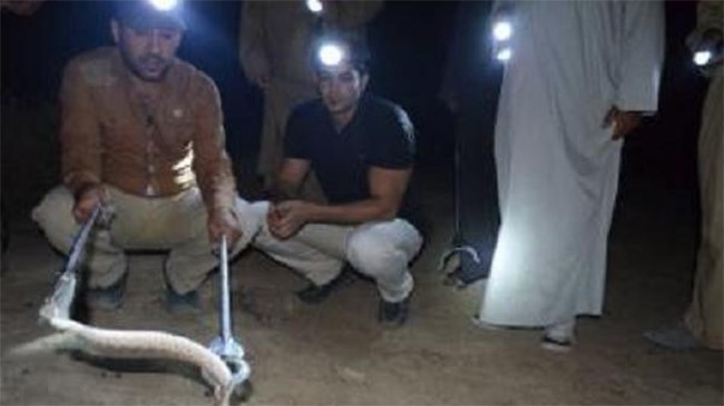 متطوعون يقضون الليل بحثا عن افعى دخيل