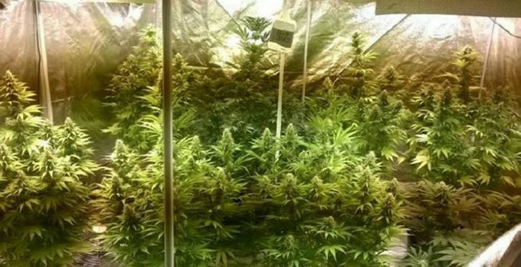 "سيلفي" لتاجر مخدرات مع الحشيش يقوده للسجن
