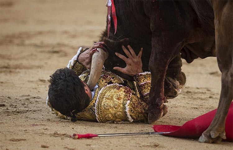 بالفيديو.. في صراع عنيف ثور يعاقب مصارعاً في الحلبة بنطحة ثقبت صدره