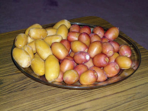 نخيل الكويت يجود بـ «رطبه»