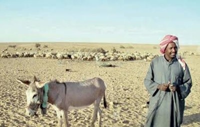 راع يشتري أغنام كفيله في السعودية بعد أن أصبح ثرياً
