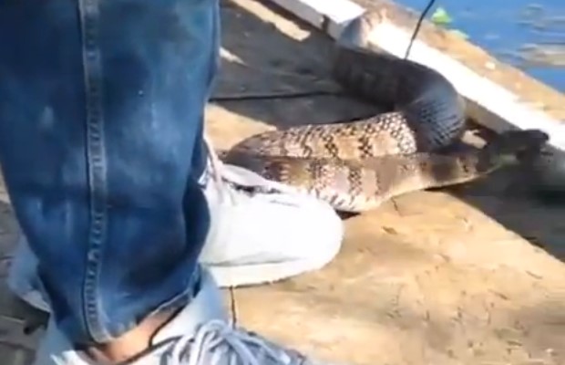 بالفيديو.. رجل عجوز يطعم ثعبانا ضخما بيديه 