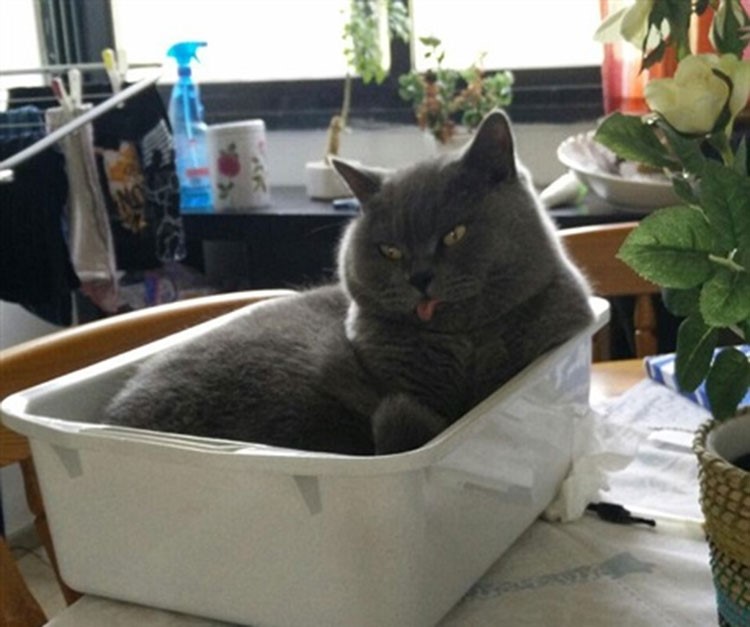 بالصور.. ظاهرة "Blep" أحدث صيحات مواقع التواصل الاجتماعي