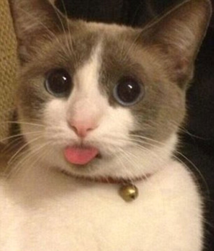 بالصور.. ظاهرة "Blep" أحدث صيحات مواقع التواصل الاجتماعي