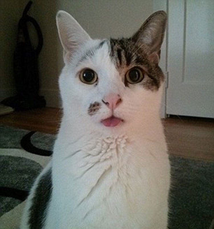 بالصور.. ظاهرة "Blep" أحدث صيحات مواقع التواصل الاجتماعي