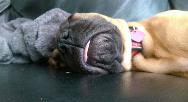 بالصور.. ظاهرة "Blep" أحدث صيحات مواقع التواصل الاجتماعي