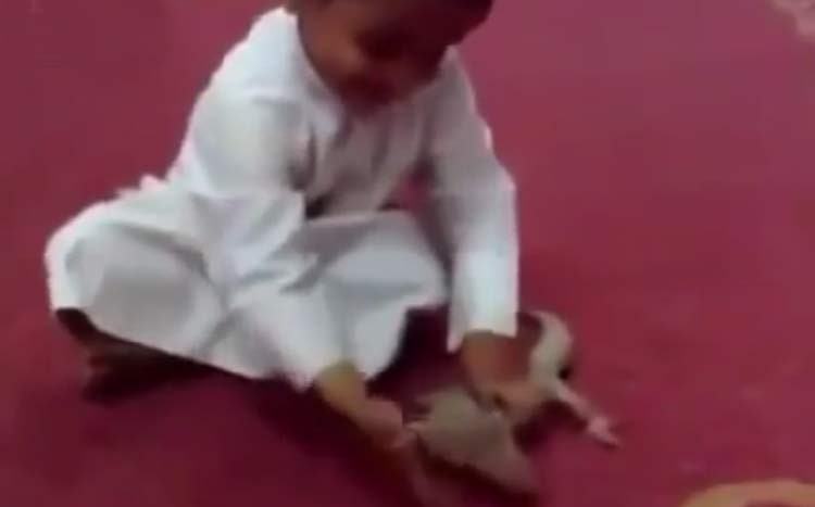 بالفيديو.. ضب ينتقم من طفل اوسعه ضرباً