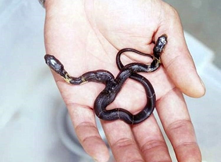 بالفيديو والصور.. العثور على كوبرا نادرة برأسين في الصين
