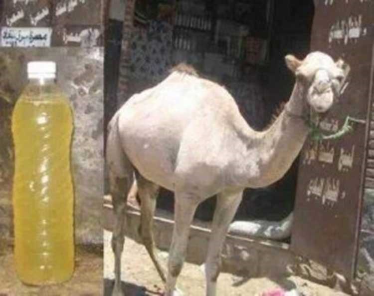 بالصور.. القبض على شخص يبيع "بوله" على أنه بول الجمال