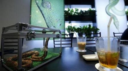 ثعبان داخل قفص زجاجي بمقهى الثعابين في طوكيو رويترز