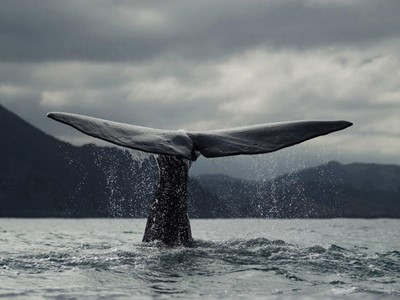 بالصور.. 5 حقائق طريفة عن الحيتان الزرقاء.. "لسانه وزن الفيل وقلبه قد المينى كوبر"