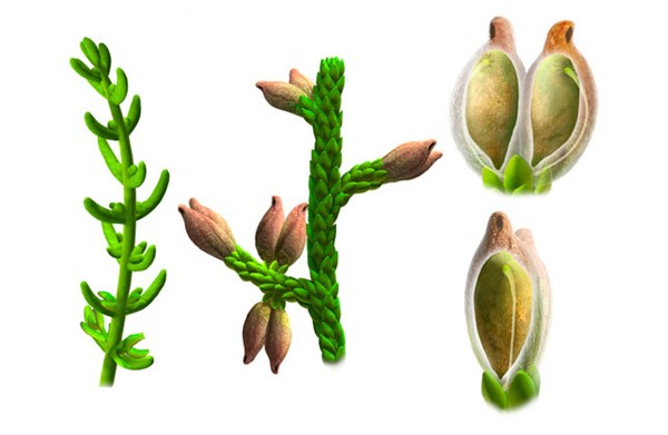 بذور الزهرة ذكرية او انثوية