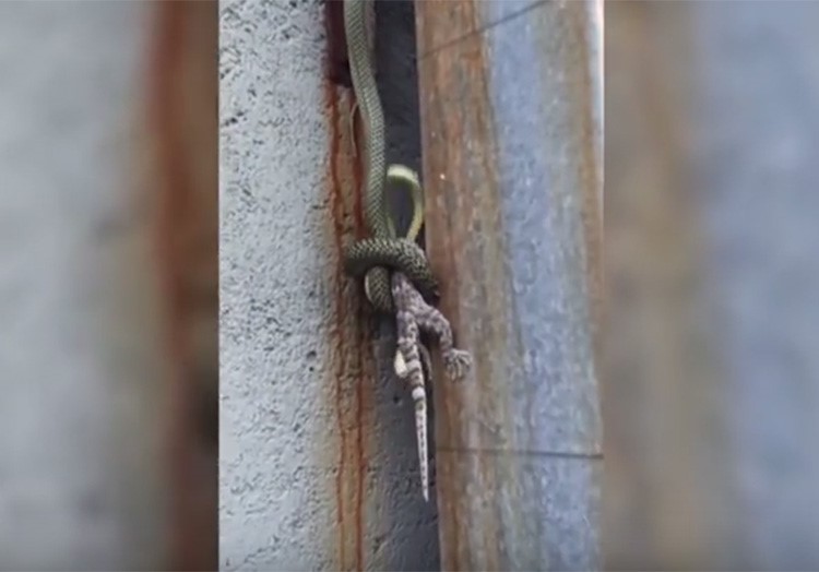  بالفيديو.. لحظة التهام أفعى لسحلية ضخمة مرة واحدة