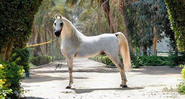 خيل - صورة ارشيفية