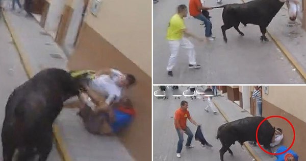 بالفيديو.. ثور يسحل مسئولا إسبانيا على الأرض