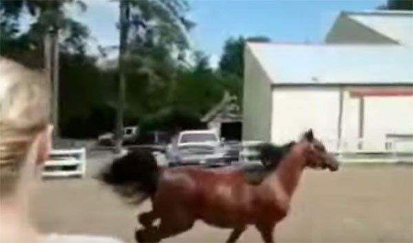 بالفيديو.. شاهد كيف هرب حصان  من مالكته بطريقة غريبة 