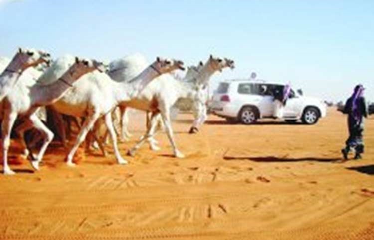 سعودي يذبح ناقة نادرة قيمتها 2 مليون ريال ويوزع لحمها.. لهذا السبب!