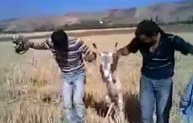 بالفيديو.. «وصلة رقص» بين عراقيين وحمارهما