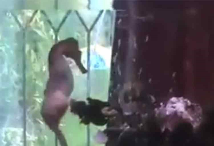 شاهد.. ذكر حصان البحر يلد الآلاف