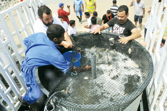 الاسماك قبل اطلاقها في مياه المدينة﻿