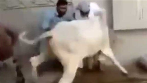 شاهد بالفيديو.. بقرة تهزم 4 رجال حاولوا ذبحها