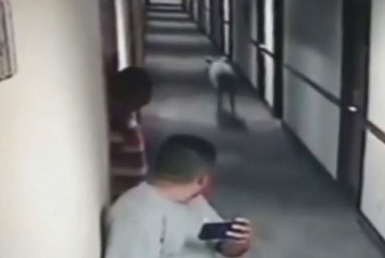 بالفيديو.. غزال يقتحم فندقا أميركيا ويركض في الممرات