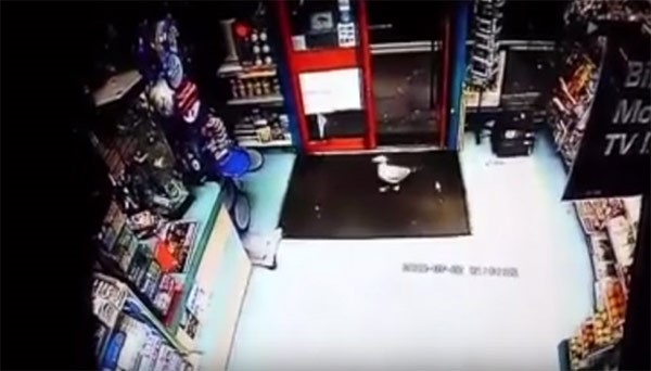 بالفيديو.. لص المتجر رفض الهرب قبل أن يسرق المكسرات 