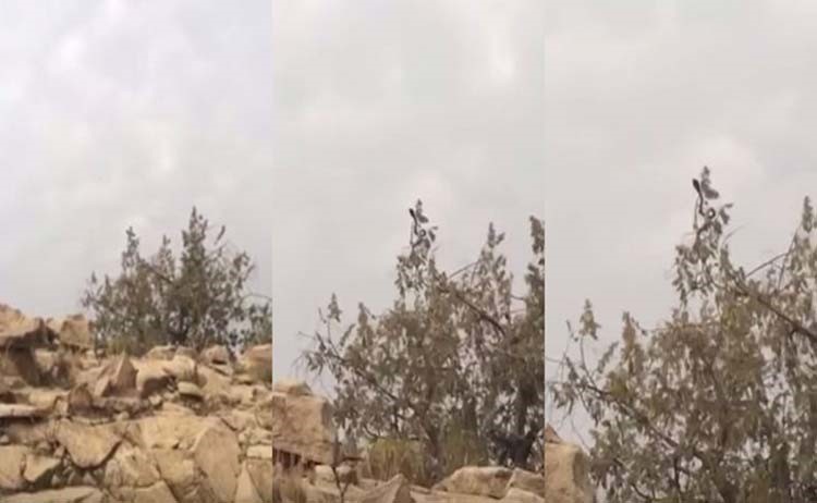 بالفيديو.. سعودي يوثق وجود كوبرا تثير الرعب في الطائف