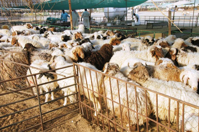 مع اقتراب العيد.. أسعار الأضاحي في ارتفاع مستمر: 120 ديناراً للشفالي.. والنعيمي والمحلي تخطيا 180