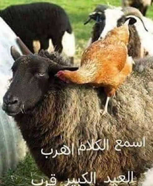 صورة: زينة تبشر بقرب ذبح أحمد عز