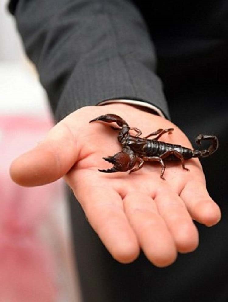 بالفيديو والصور.. عروسان يفاجئان الضيوف بدعوة 30 حيوانًا إلى زفافهما