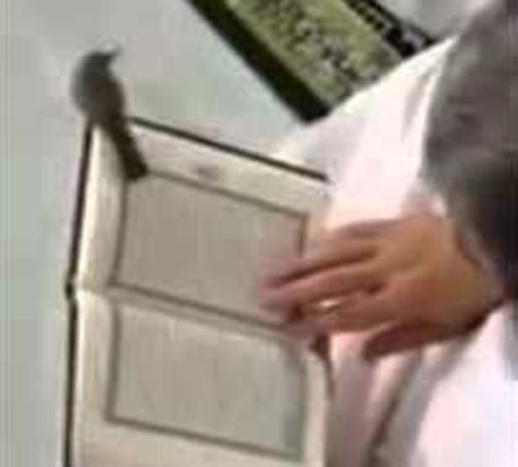 بالفيديو.. طائر يقف على طرف مصحف يقرأ به حاج في الحرم المكي 