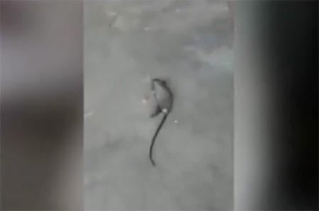 بالفيديو.. شاهد ماذا فعل رجل وجد فأراً في «البنطلون»