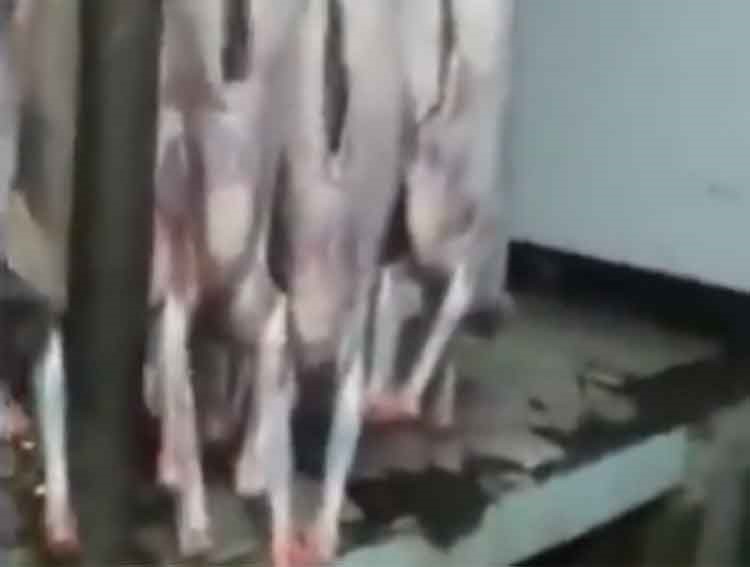 بالفيديو.. فئران ضخمة تخرج من بطون خرفان مذبوحة بأحد المطاعم
