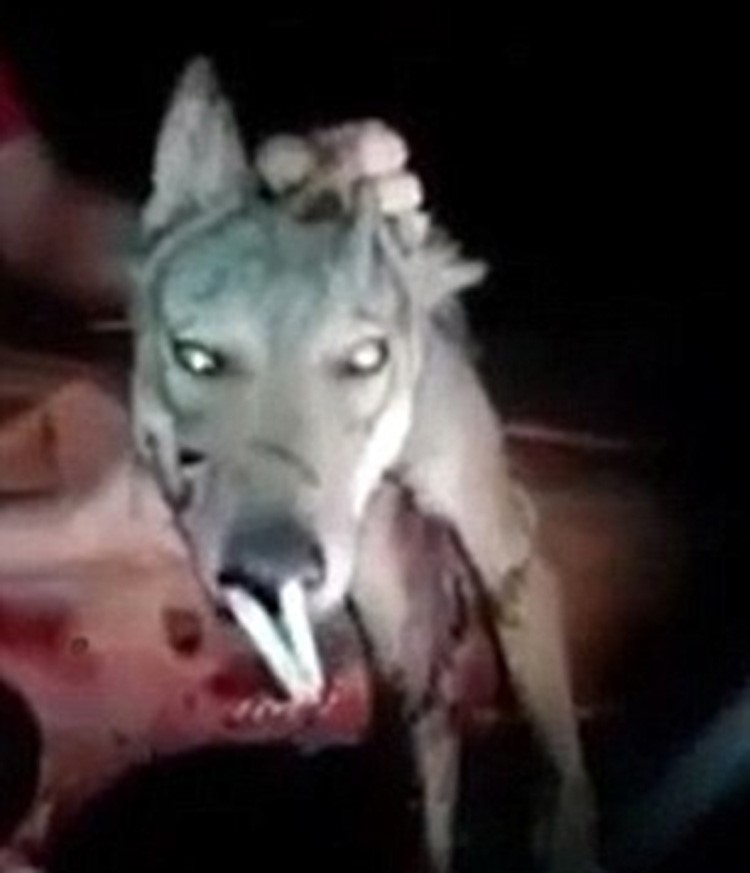 بالفيديو والصور.. لحظة تعذيب ذئب وإجباره على التدخين 