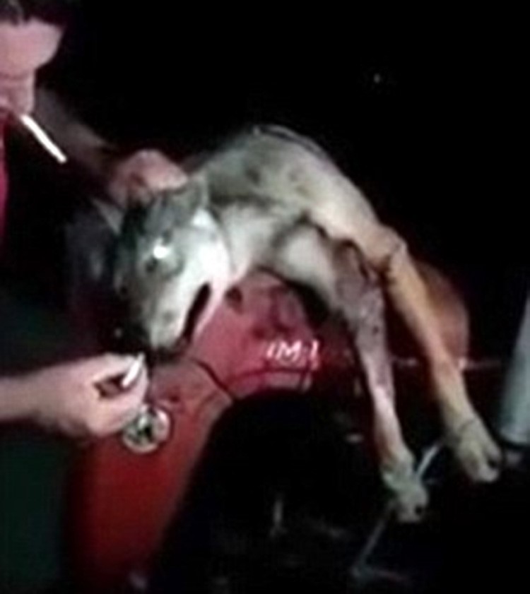 بالفيديو والصور.. لحظة تعذيب ذئب وإجباره على التدخين 