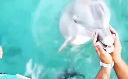 بالفيديو.. دولفين يعيد «آي فون» لصاحبته بعد غرقه في الماء