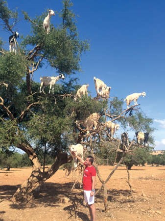 الماعز ينتشر فوق اشجار الارغان التي تنمو في المغرب ويستخلص منها زيوت ومواد طبيعية غنية وعالية الفائدة﻿