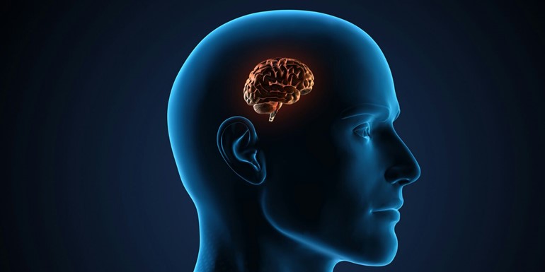  دراسة: دماغ الإنسان يتقلص ليلاً ويعود لحجمه في الصباح