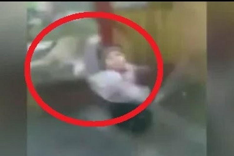 بالفيديو.. امرأة تنقذ طفلها من بين براثن أسد كاد ان يفتك به 