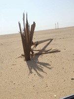 أعمدة السالمي .. أخشاب بلا أسلاك بعد أن قضى عليها اللصوص