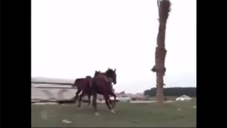 بالفيديو.. شاهد لحظة تصادم شنيع في الدمام بسبب حصانين هاربين