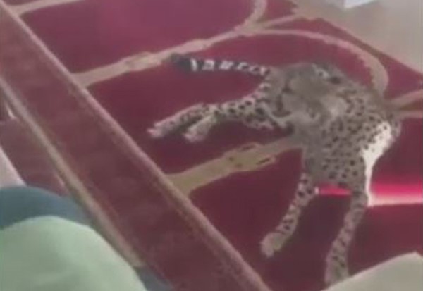 بالفيديو.. نمر يفاجئ المصلين في مسجد بالسعودية